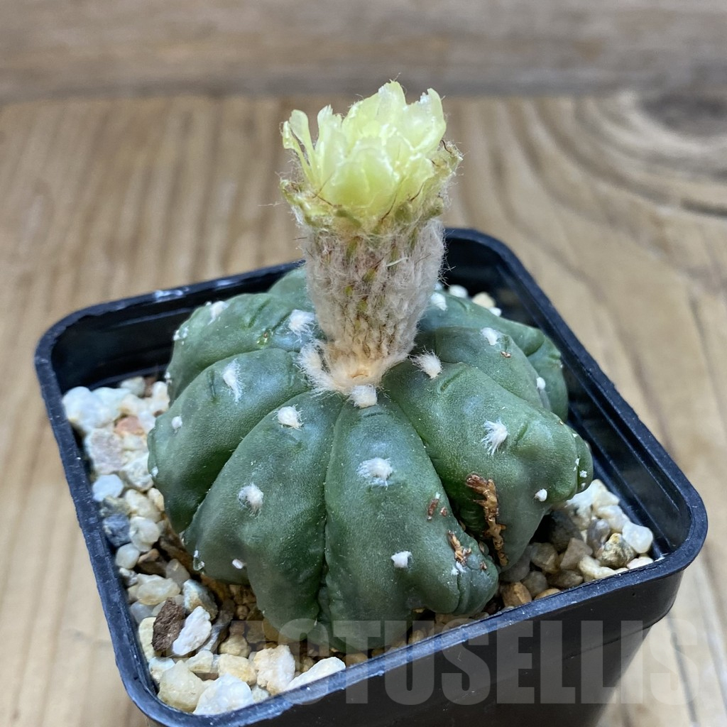 SH7980 Astrophytum asterias ‘Kikko Lizart Skin’ - Image 2