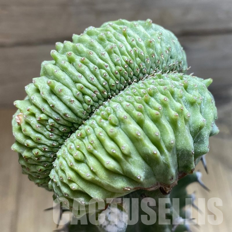 SH6128 Euphorbia obesa ‘Malik’ f. cristata, grafted