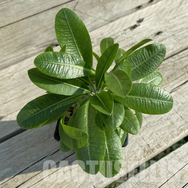 SH7181 Pachypodium brevicaule, grafted