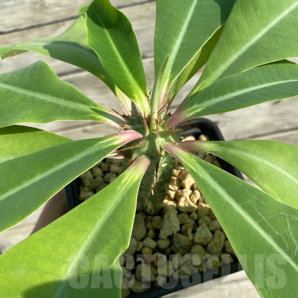 SH6361 Euphorbia viguieri, red veins