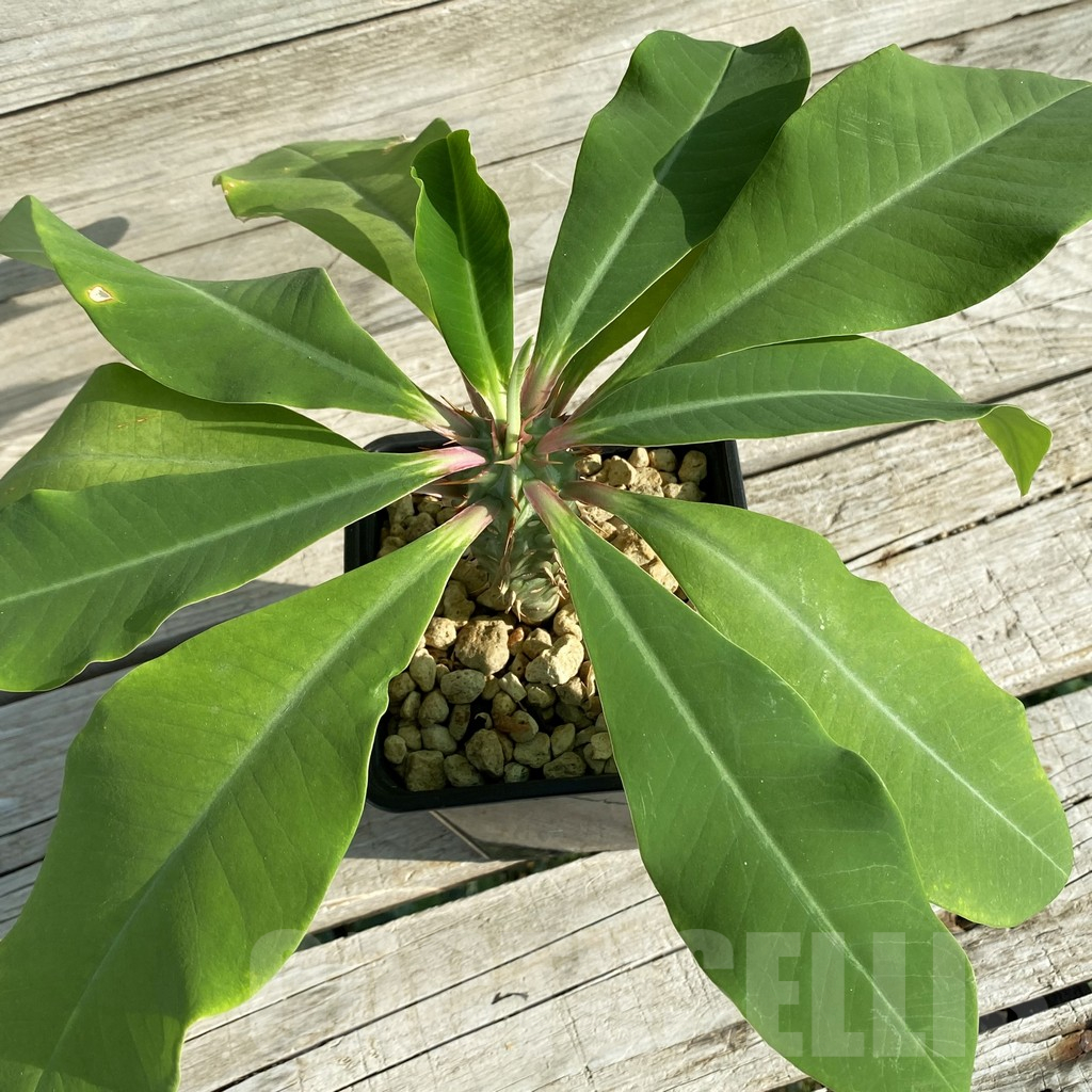 SH6361 Euphorbia viguieri, red veins - Image 2