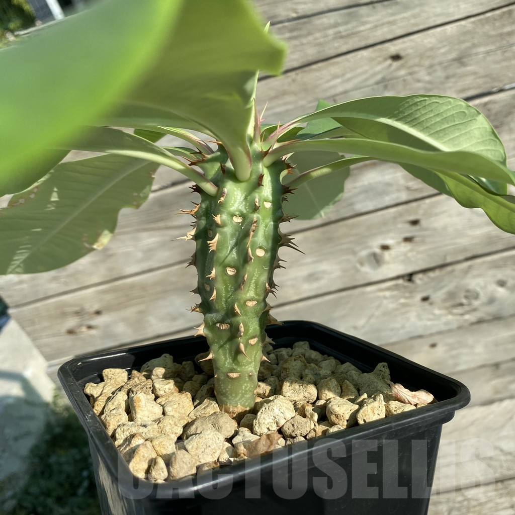 SH6361 Euphorbia viguieri, red veins - Image 3