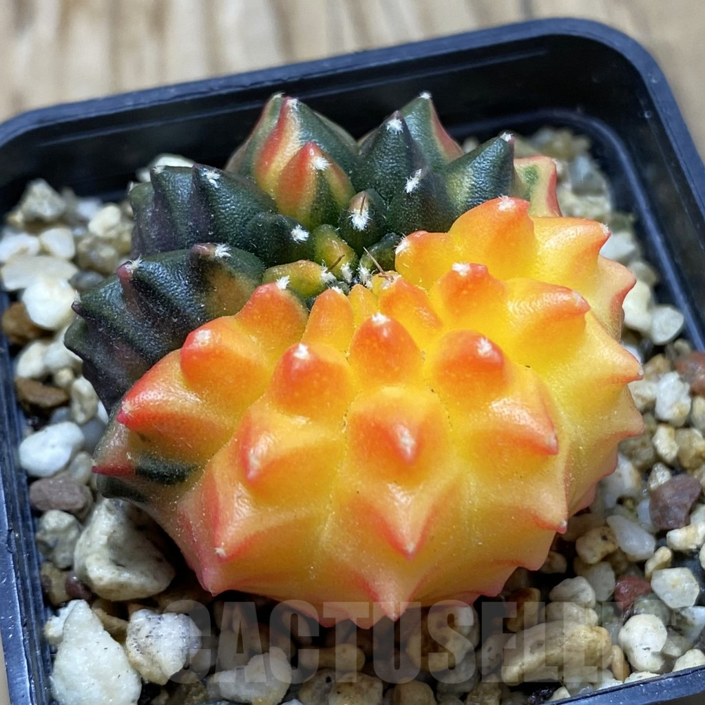 SH8394 Gymnocalycium mihanovichii ‘inermis’ f. variegata, seedling