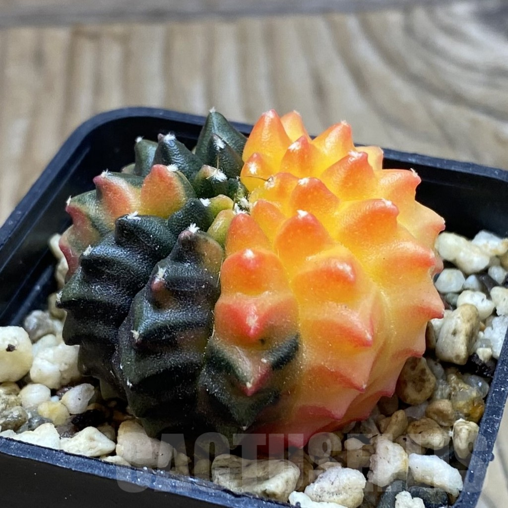 SH8394 Gymnocalycium mihanovichii ‘inermis’ f. variegata, seedling - Зображення 3
