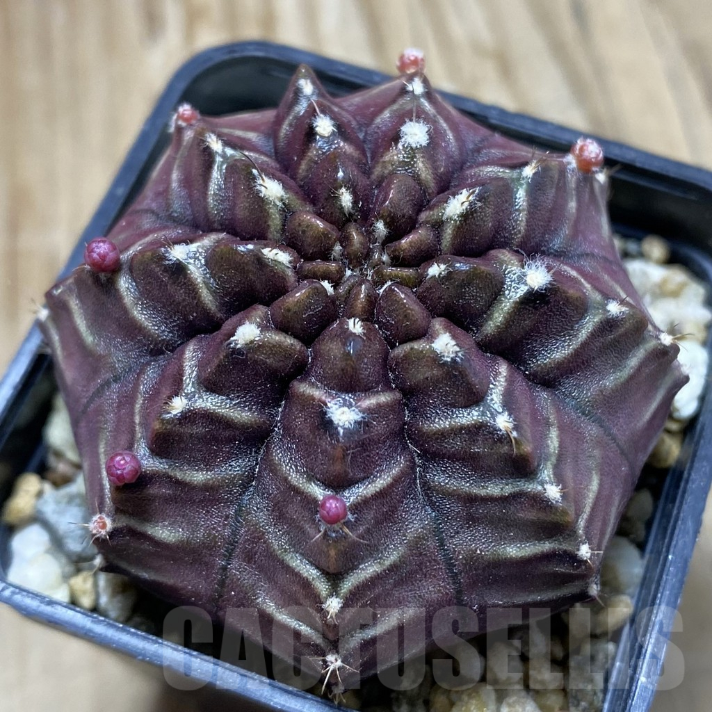 SH6243 Gymnocalycium mihanovichii ‘Nana’ x ‘Day Dream’, seedling