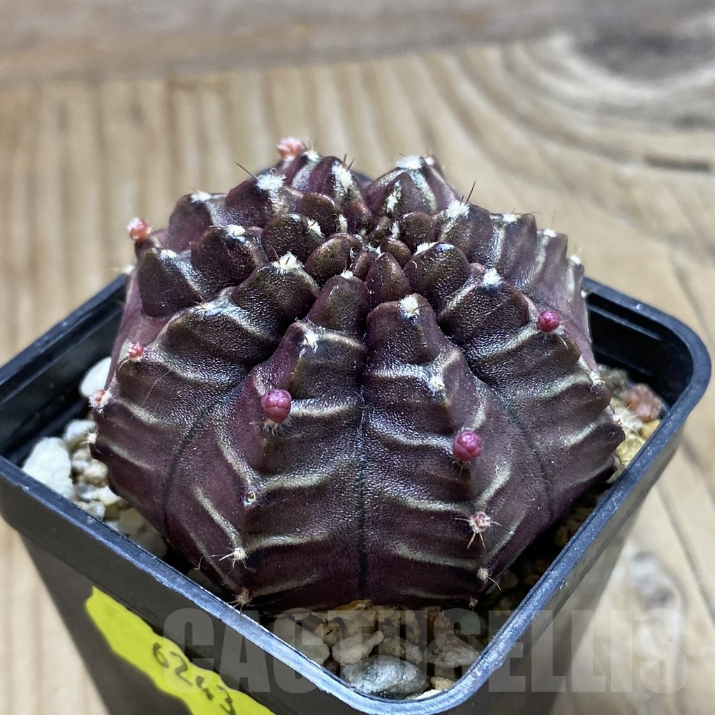SH6243 Gymnocalycium mihanovichii ‘Nana’ x ‘Day Dream’, seedling - Image 2
