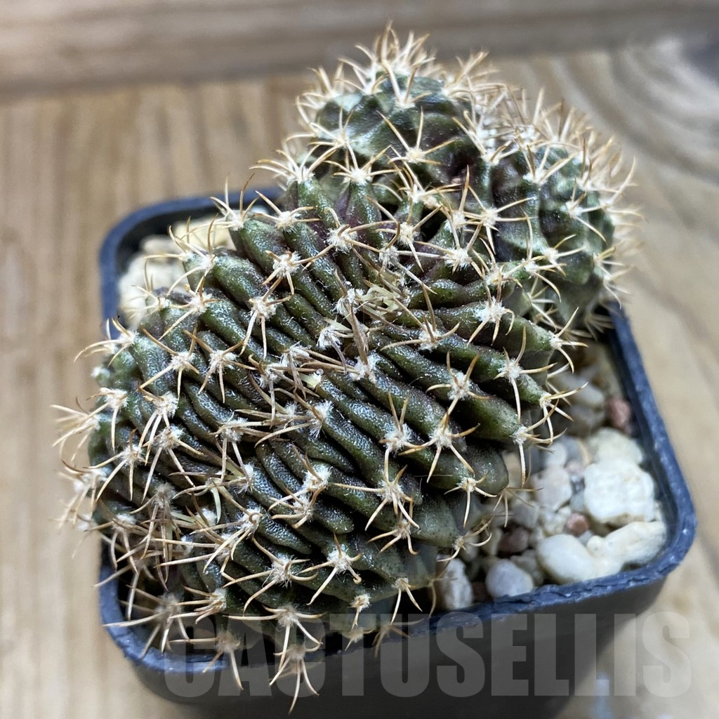 SH17974 Gymnocalycium mihanovichii f. cristata