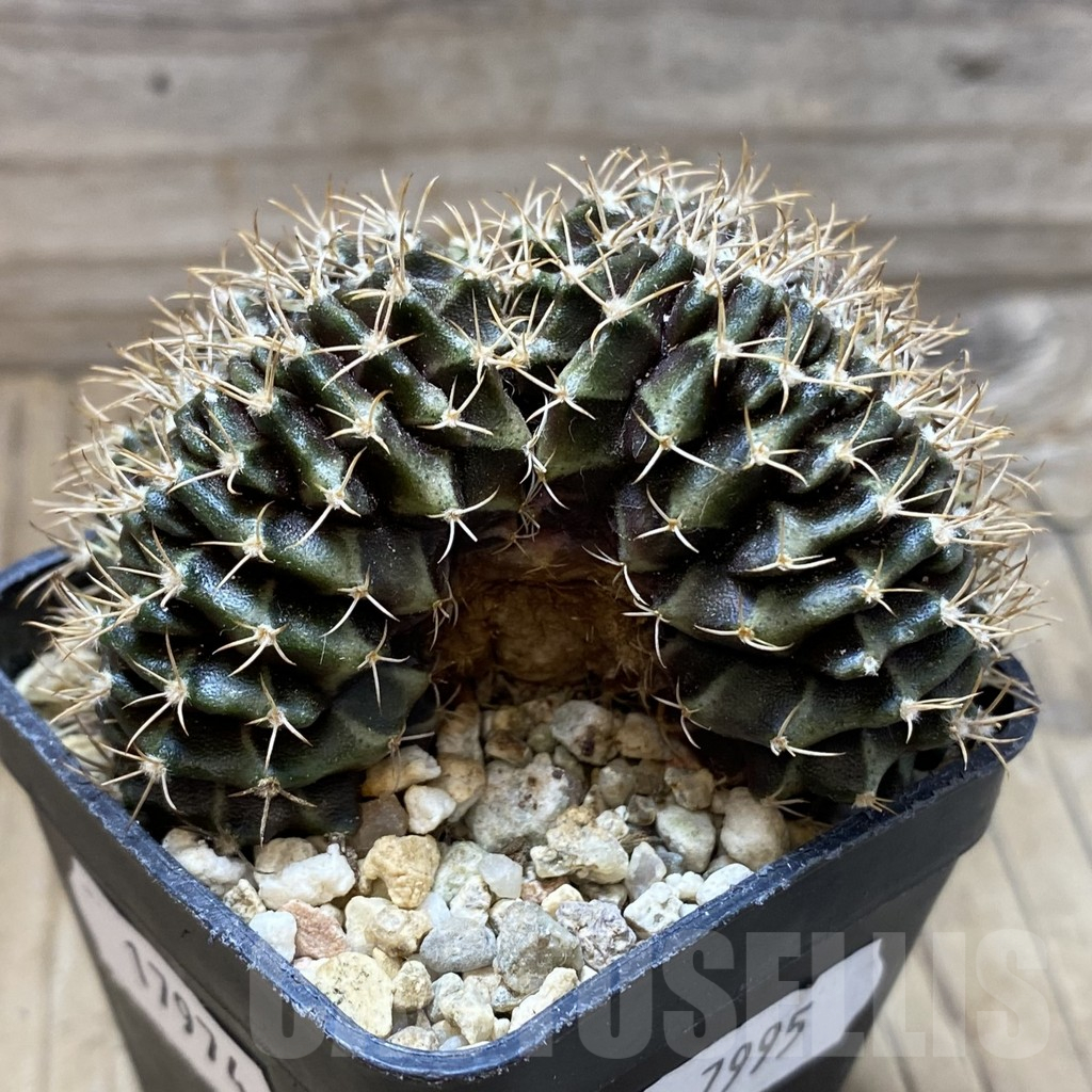 SH17974 Gymnocalycium mihanovichii f. cristata - Image 2