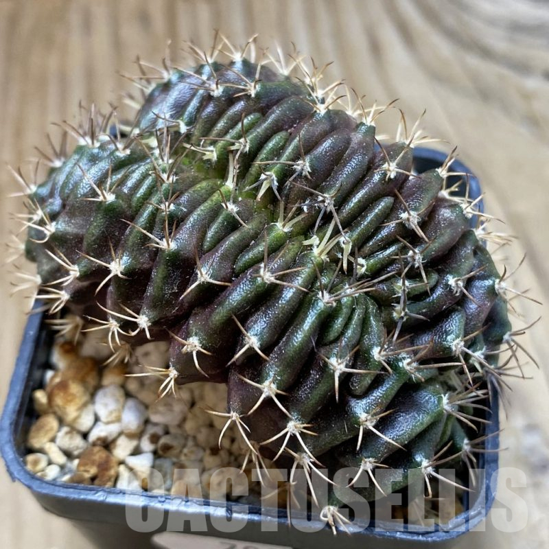 SH17975 Gymnocalycium mihanovichii f. cristata