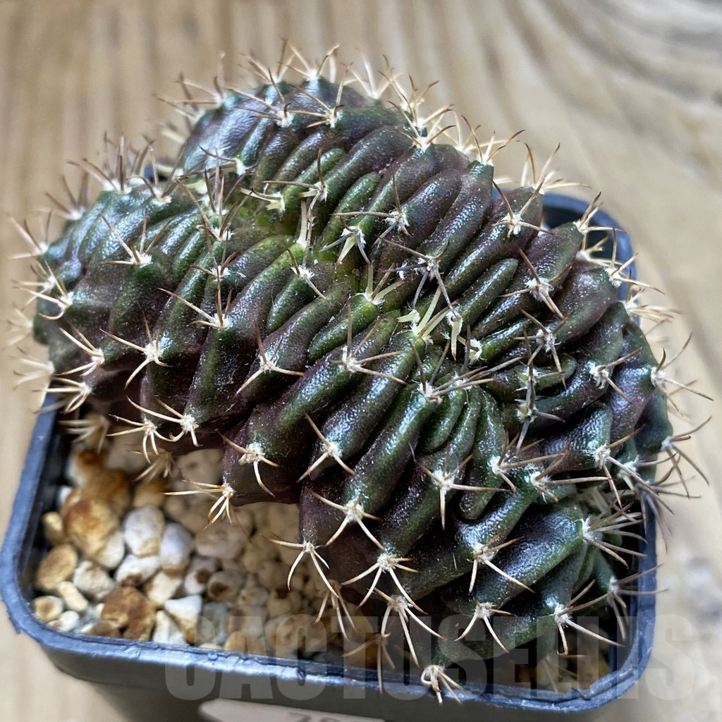 SH17975 Gymnocalycium mihanovichii f. cristata