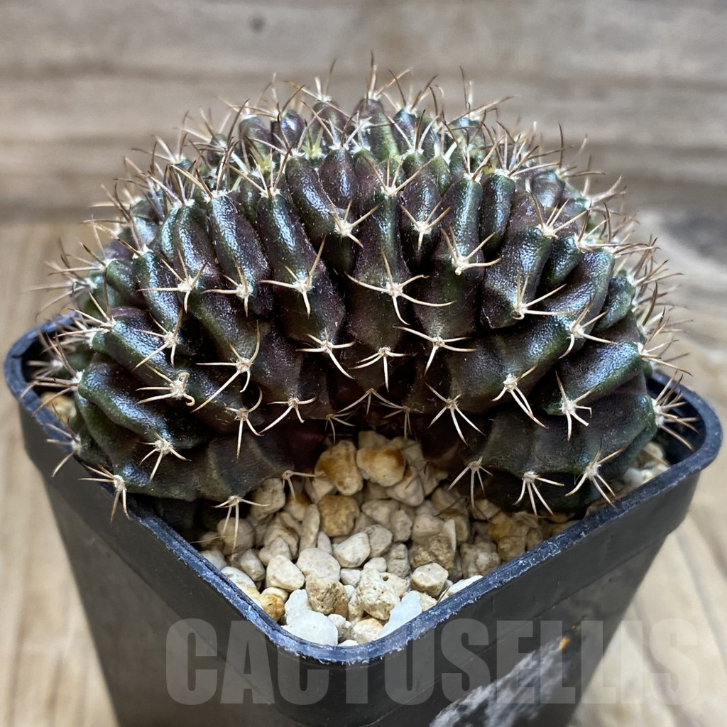 SH17975 Gymnocalycium mihanovichii f. cristata - Image 2