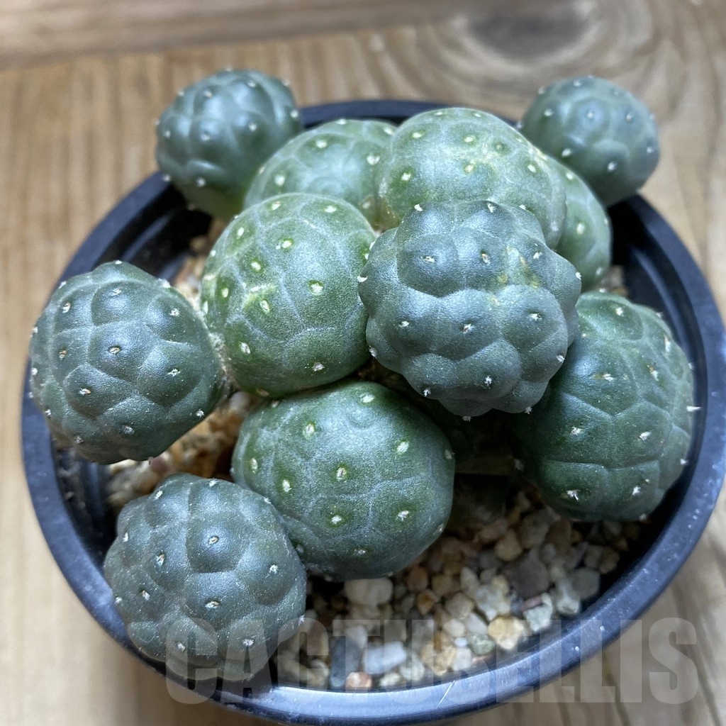 SH7095 Puna bonnieae 'inermis', grafted