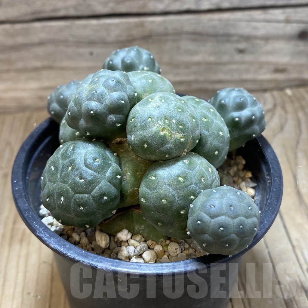 SH7095 Puna bonnieae 'inermis', grafted - Image 2