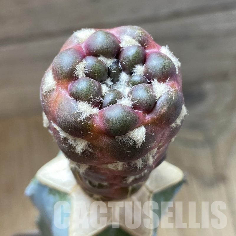 SH6796 Cintia knizei, grafted