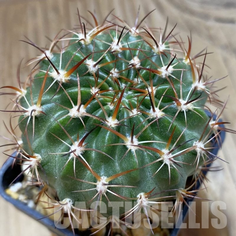 SH7208 Lobivia hybrid