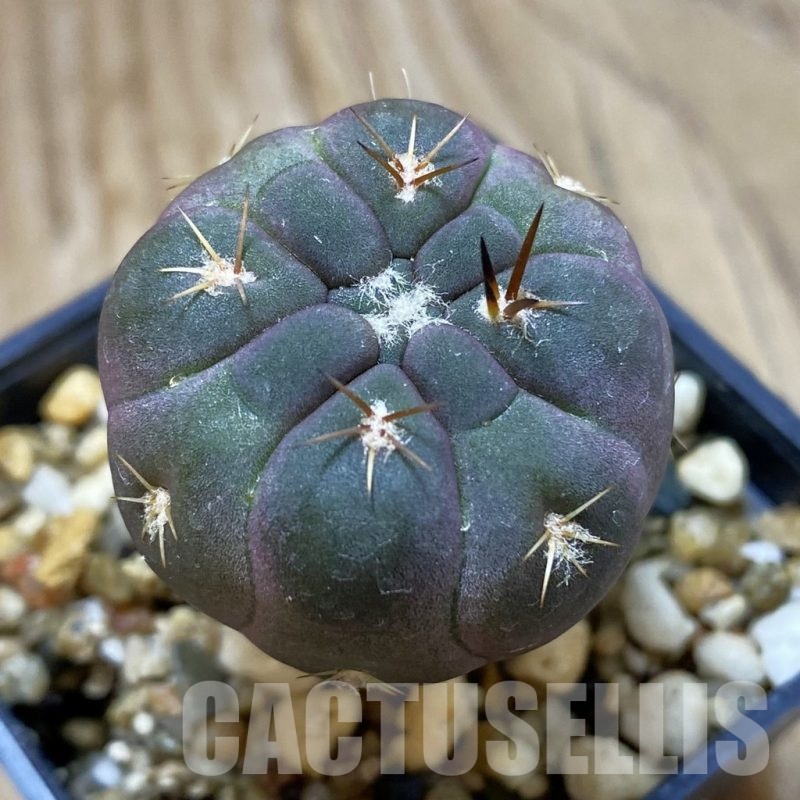 SH7516  Weingartia neumanniana ‘Dagmarii’, seedling