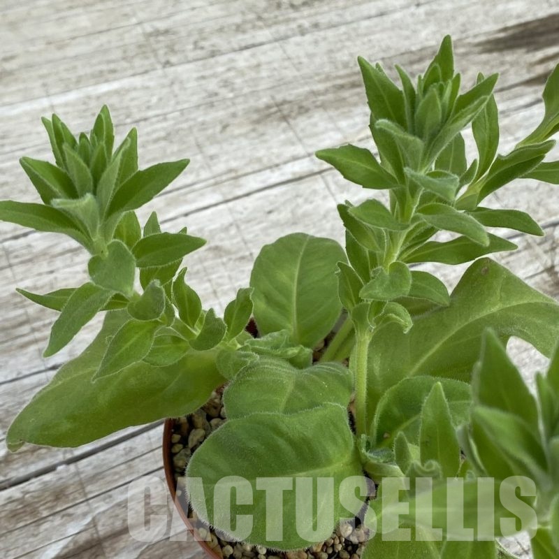 SH6394 Aeollanthus subacaulis