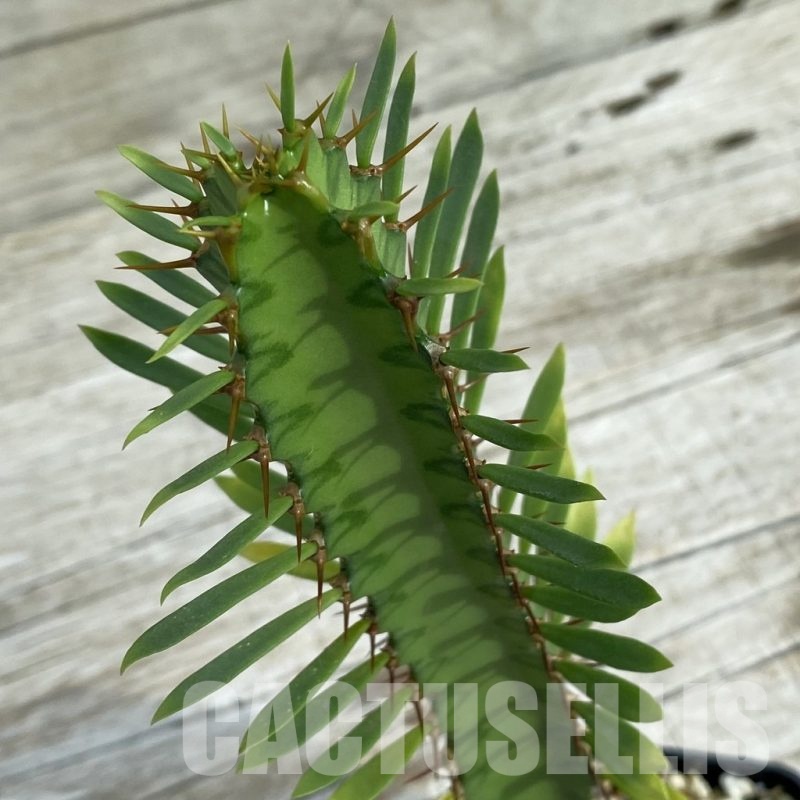 SH6682 Euphorbia griseola v. zambiensis PV2933