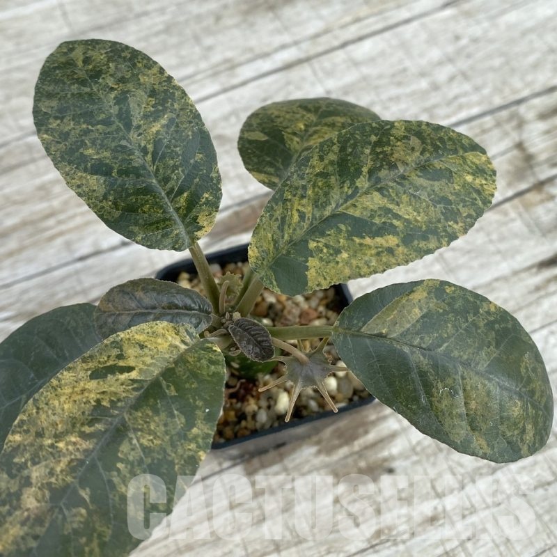 SH8201 Dorstenia foetida f. variegata