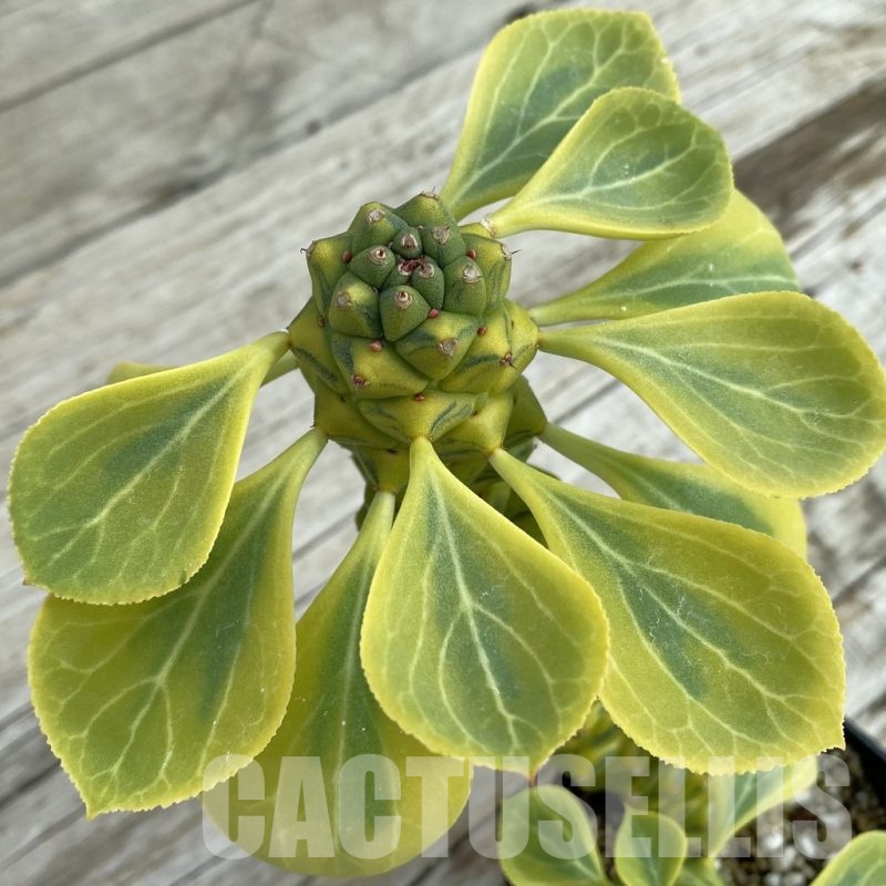 SH7789 Monadenium ritchiei f. variegata