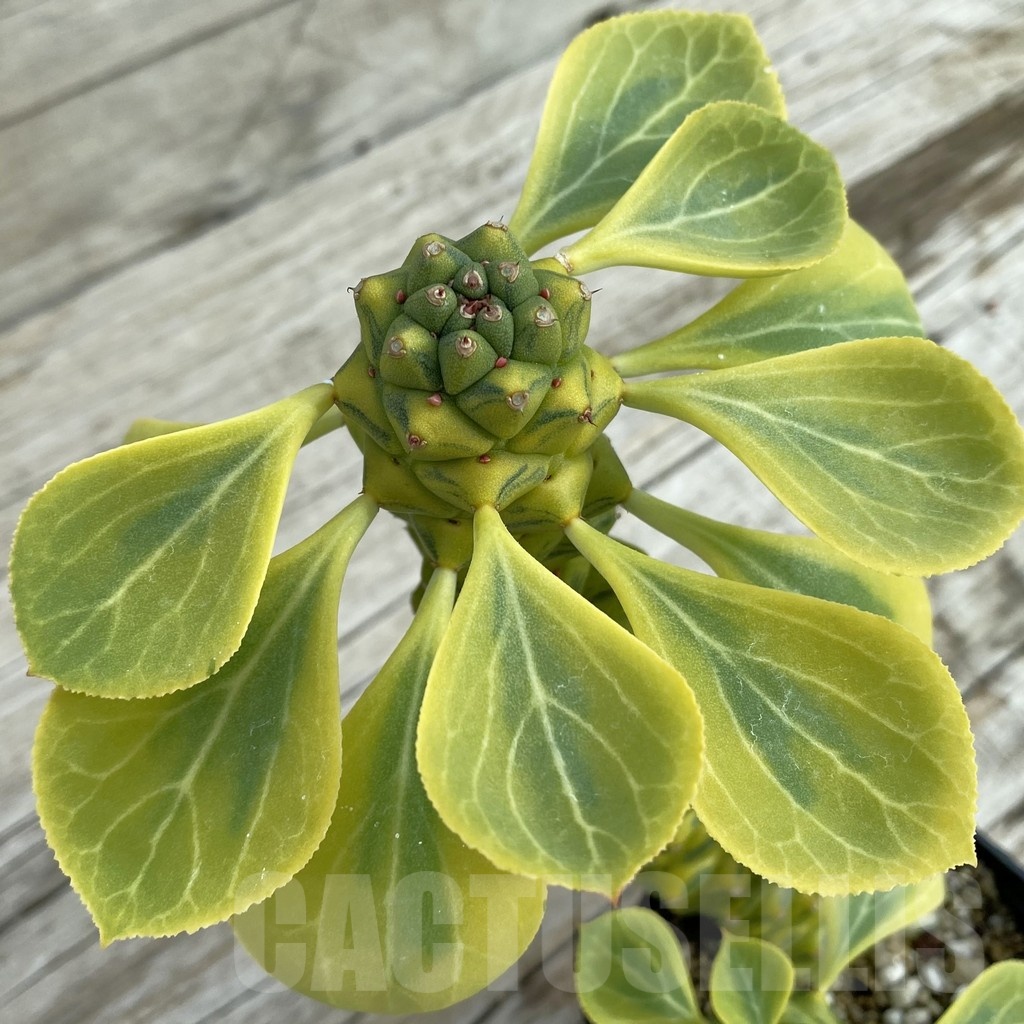 SH7789 Monadenium ritchiei f. variegata