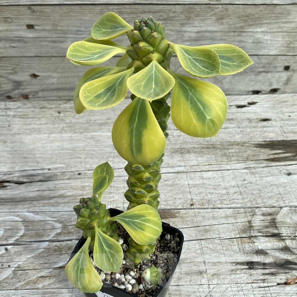 SH7789 Monadenium ritchiei f. variegata - Image 2