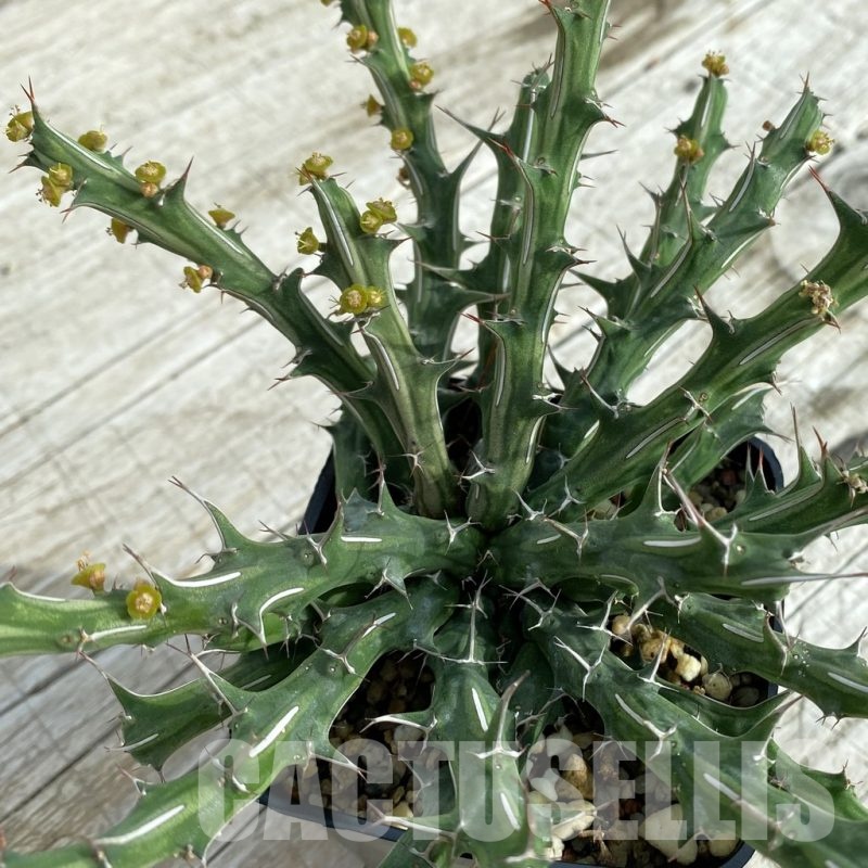SH6685 Euphorbia furcata