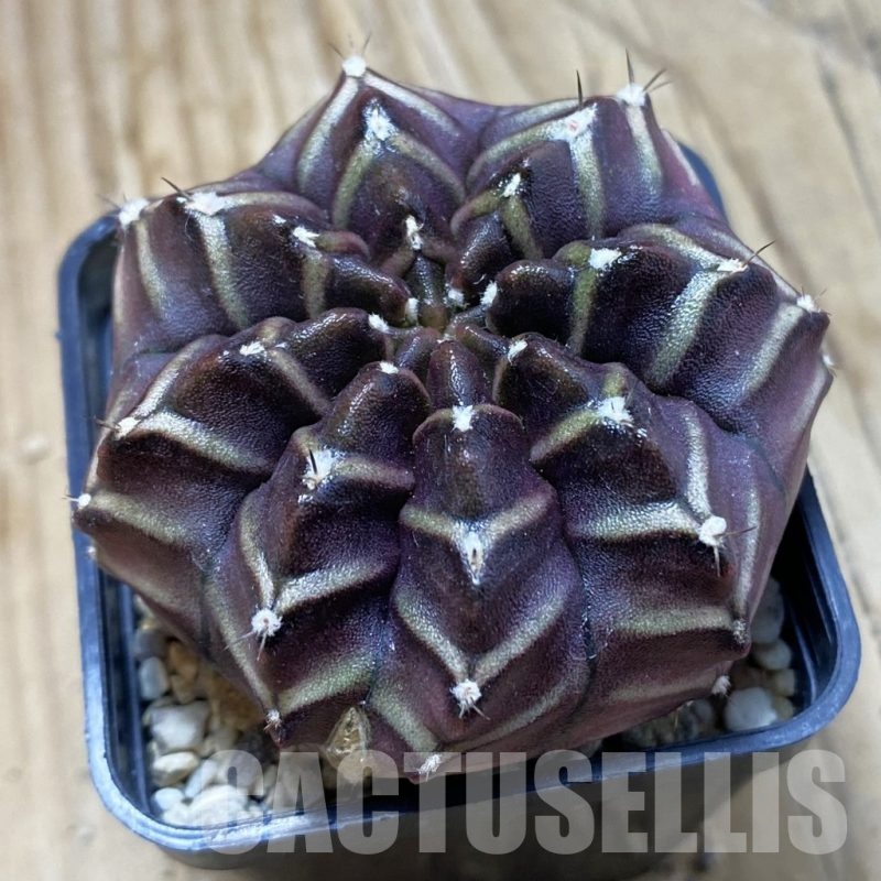 SH20976 Gymnocalycium mihanovichii ‘Nana’ x ‘Day Dream’, seedling