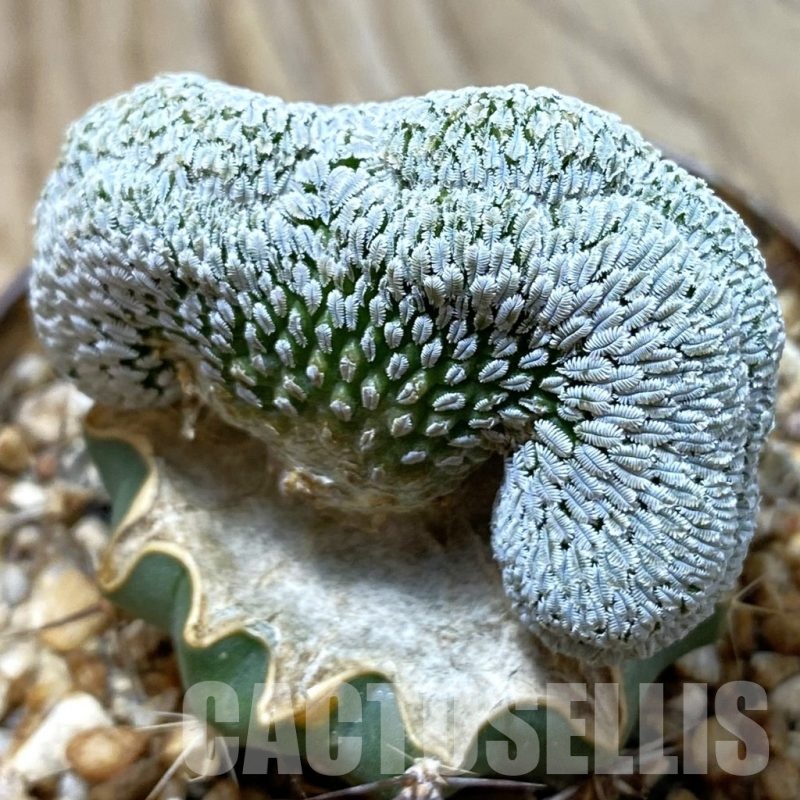 SH20997 Pelecyphora aselliformis f. cristata, grafted