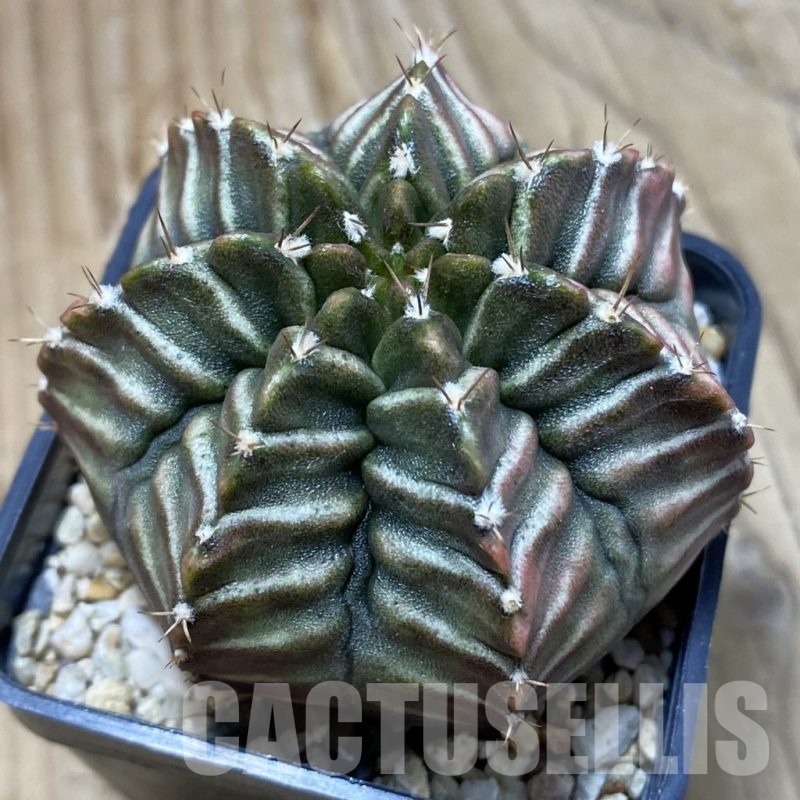 SH7330 Gymnocalycium mihanovichii ‘Nana’ x ‘Day Dream’, seedling