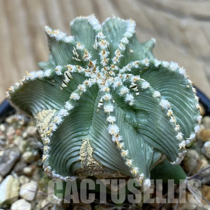 SH6865 Aztekium hintonii f. minor GCG 12707, grafted