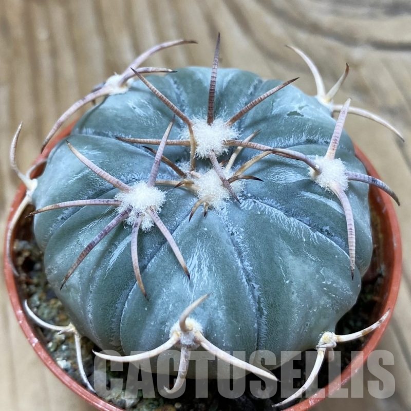 SH8346 Echinocactus horizonthalonius MR 21