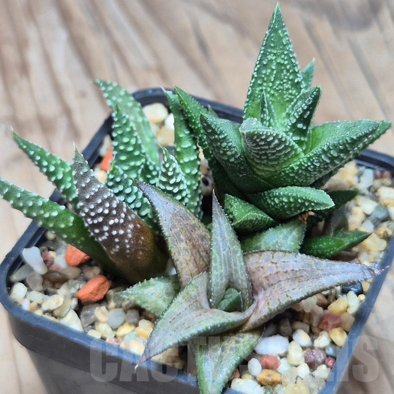 VVG10857 Haworthia mix