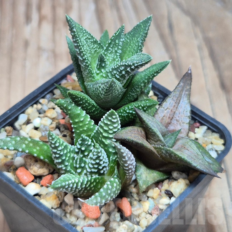 VVG10857 Haworthia mix - Image 2