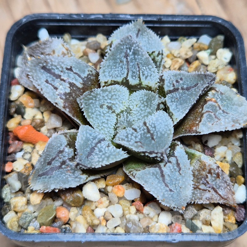VVG10863 Haworthia ‘Kegazato’ x picta -Japan- x ‘Yulia’ hybrid F2