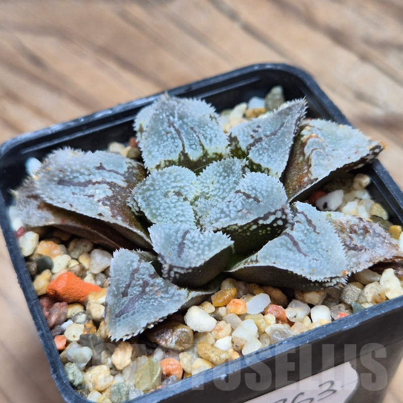 VVG10863 Haworthia ‘Kegazato’ x picta -Japan- x ‘Yulia’ hybrid F2 - Image 2