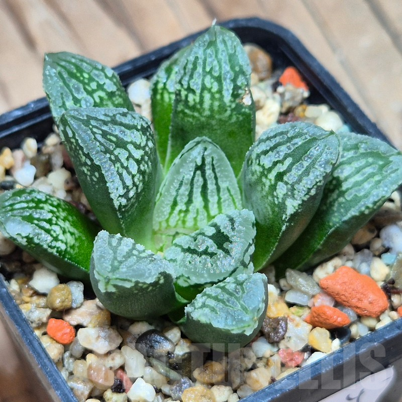 VVG10864 Haworthia 'Black Major' x ‘Yulia’  F2