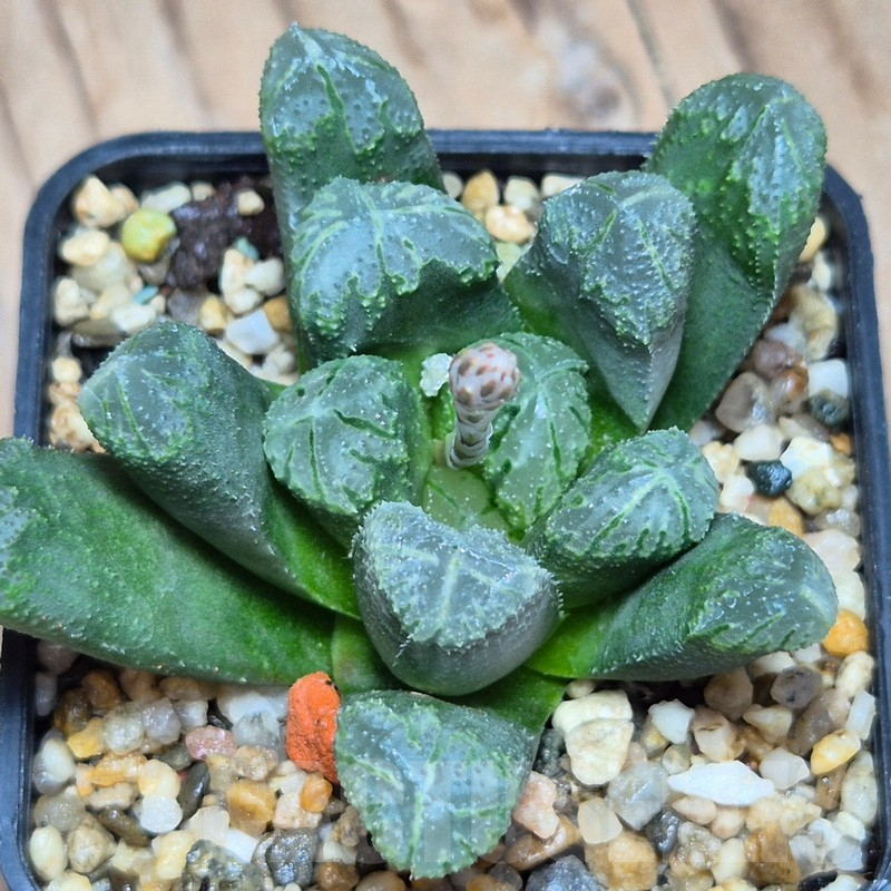 VVG10868 Haworthia maughanii hybrid -Best- F2