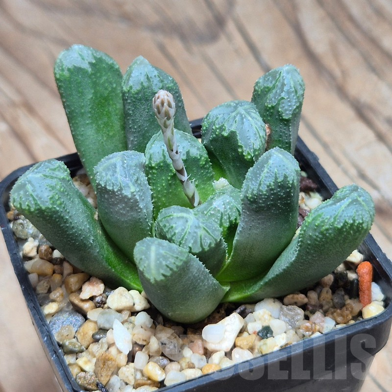 VVG10868 Haworthia maughanii hybrid -Best- F2 - Image 2