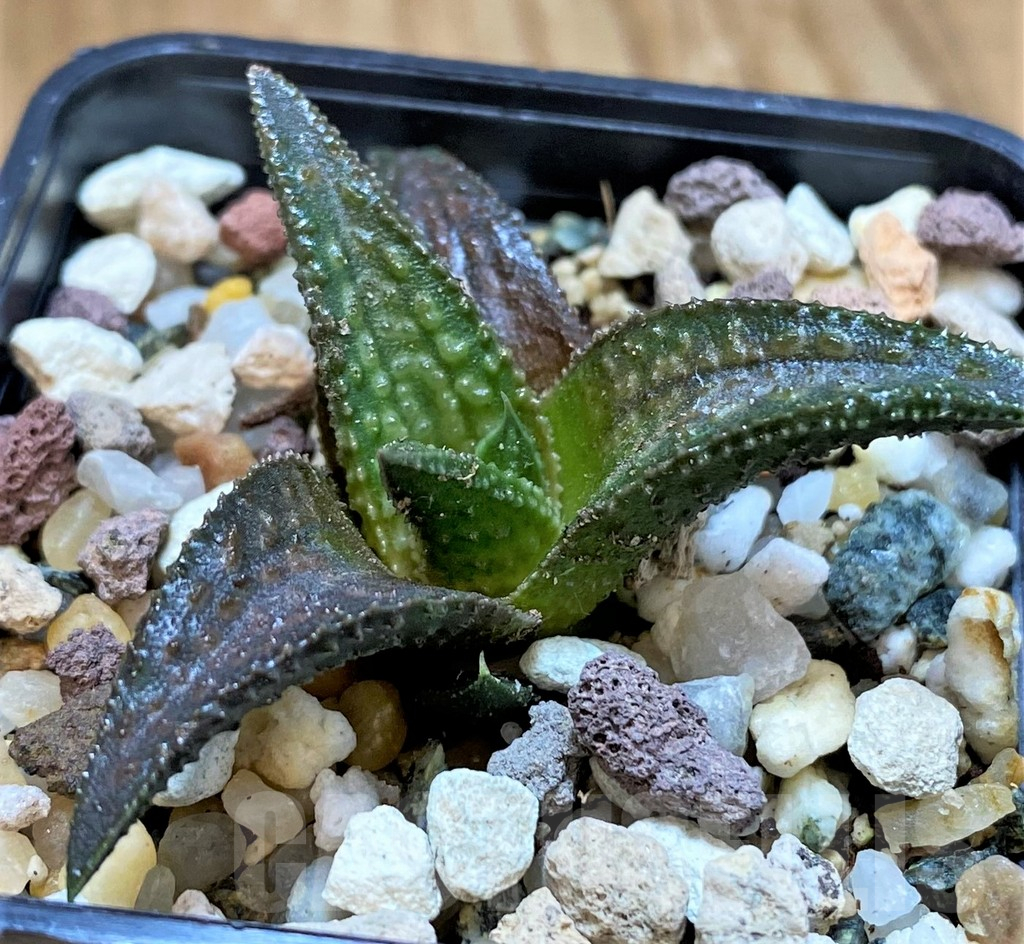 SH13597 Haworthia koelmaniorum 'Onigawara' - immagine 2