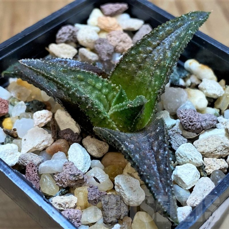 SH13597 Haworthia koelmaniorum 'Onigawara'