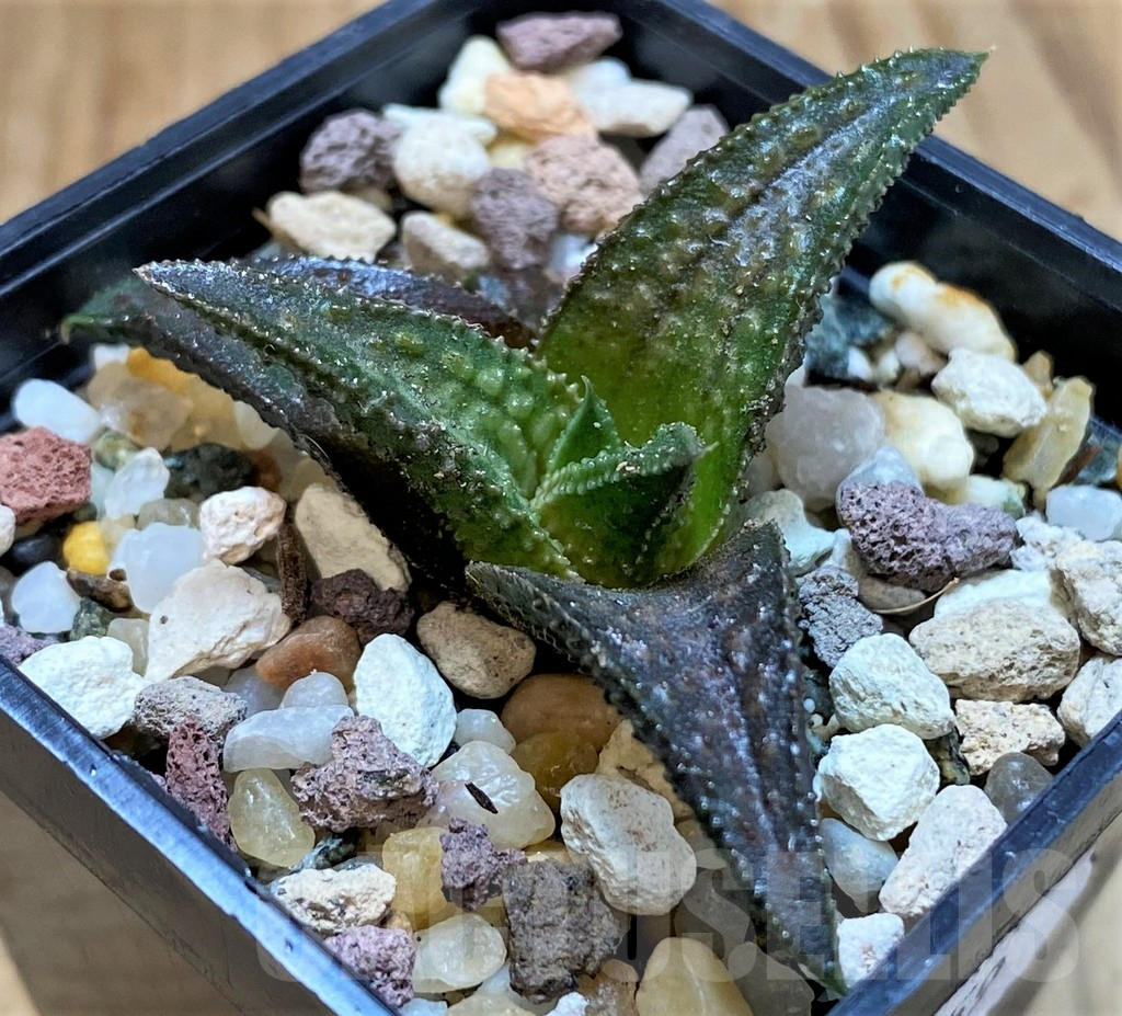 SH13597 Haworthia koelmaniorum 'Onigawara'