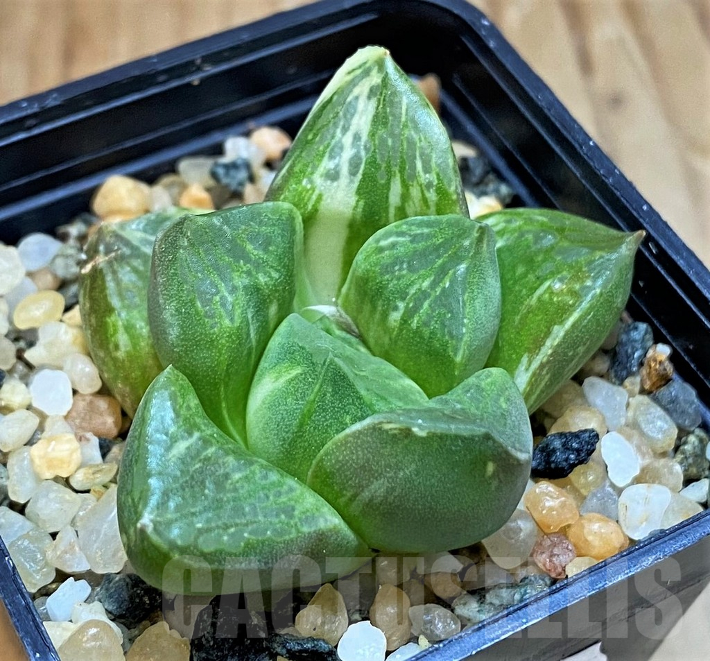 SH13598 Haworthia comptoniana x obtusa f. variegata - Image 2