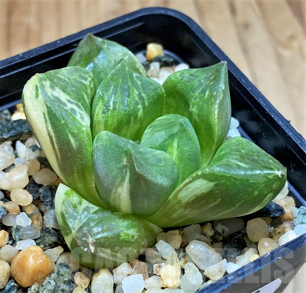 SH13598 Haworthia comptoniana x obtusa f. variegata