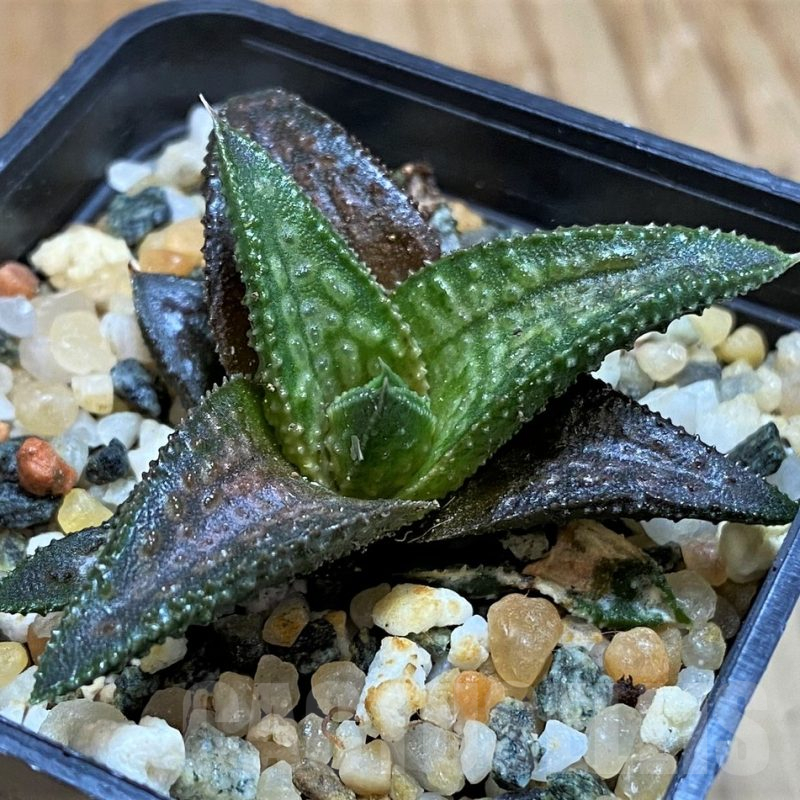 SH13596 Haworthia koelmaniorum 'Onigawara'