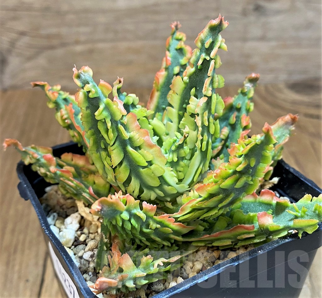 SH14237 Aloe TCT hybrid