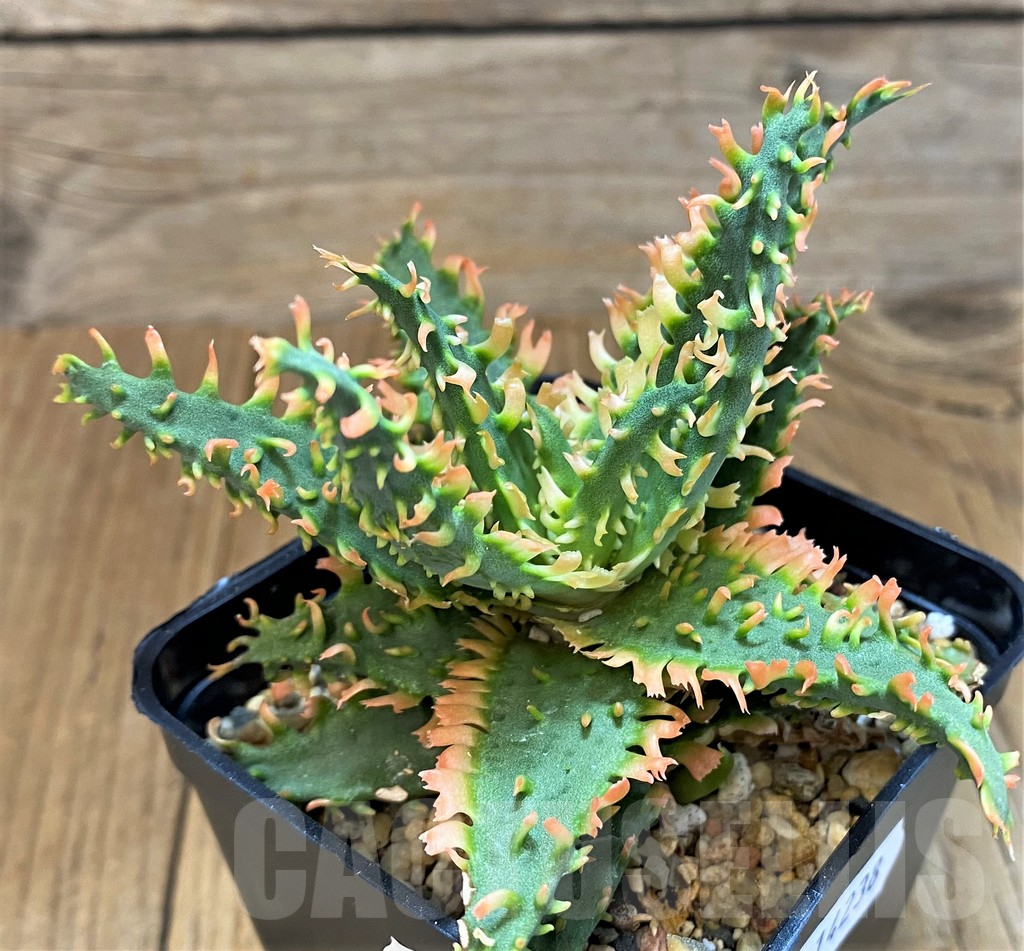 SH14238 Aloe TCT hybrid - Image 2