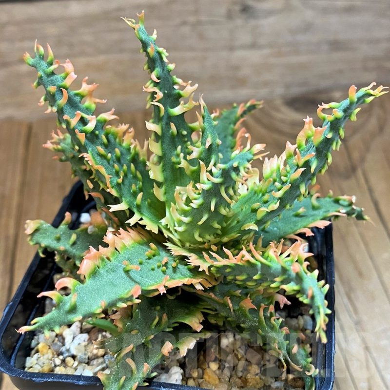 SH14238 Aloe TCT hybrid