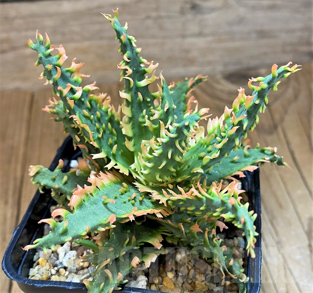 SH14238 Aloe TCT hybrid