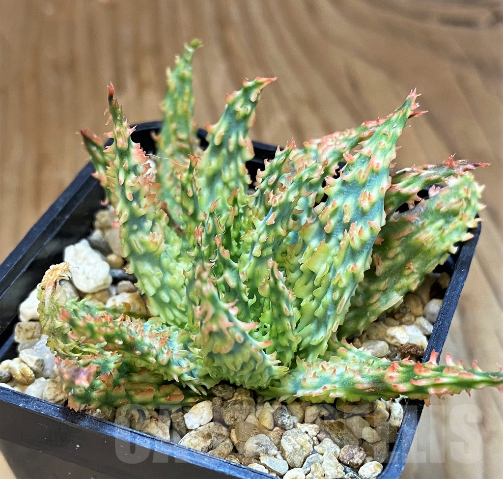 SH14243 Aloe TCT hybrid f. cristata - Зображення 3